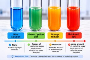 Benedicts test