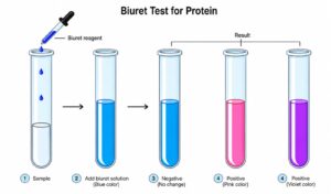 biuret test for protein